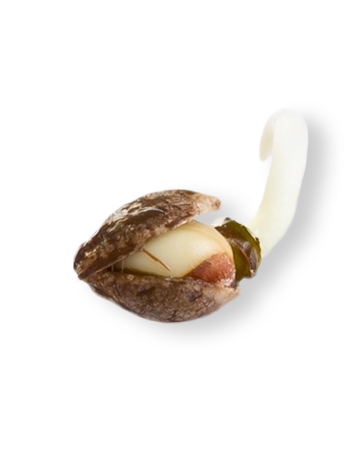Buy Biscotti