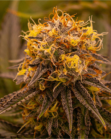 Buy Purple Hindu Kush