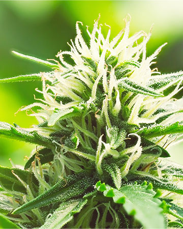 Buy Snoop Dogg OG Seeds