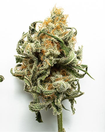 Buy Platinum Wreck