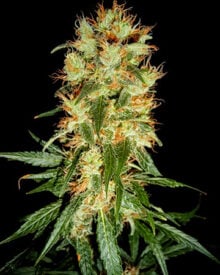 Buy Peanut Butter Breath