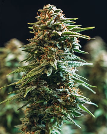Platinum Wreck Seeds - Feminized Marijuana