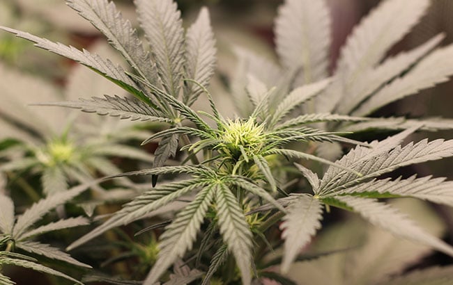 buy Cannabis Seeds in Alaska