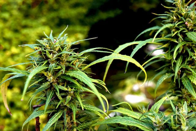 Green cannabis plants with yellow accents