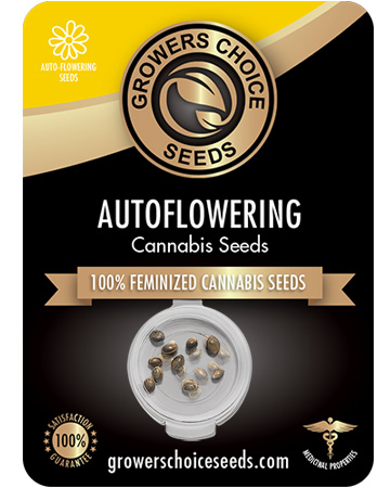 Buy Mimosa Auto