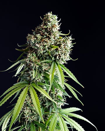 premium mimosa cannabis strain autoflowering