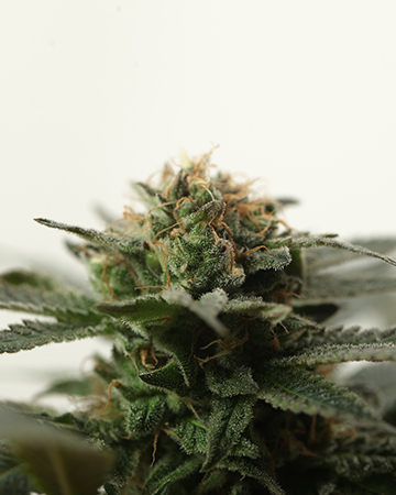 Buy Alaska Thunderfuck Auto