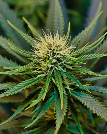Get-Super-Skunk-Autoflowering-Seeds-Bud