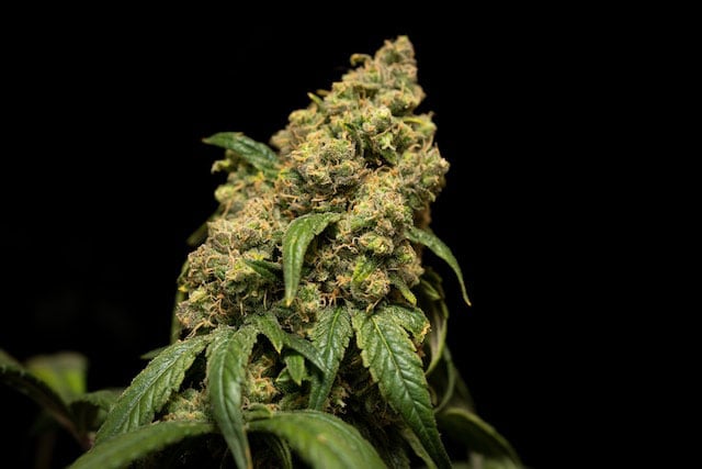 Northern Lights