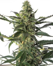 Buy Cereal Milk Strain Auto