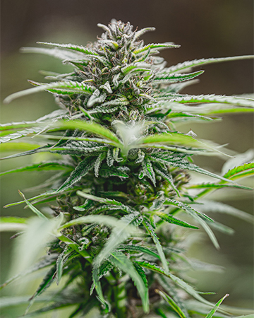 Shop Peanut Butter Breath Autoflower Feminized Seeds