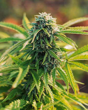 Buy Rainbow Kush Auto