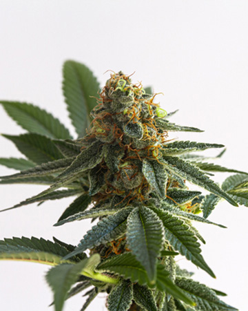 Buy Alaska Thunderfuck Feminized Autoflowering Seeds