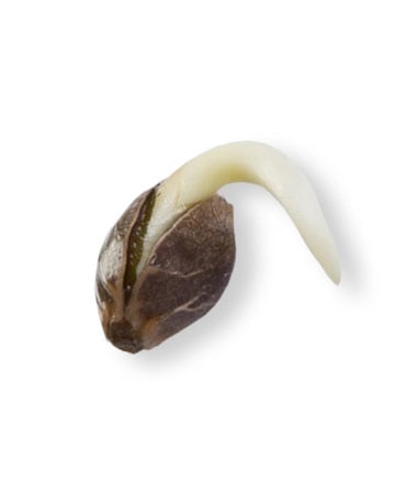 premium marijuana seeds super skunk seeds