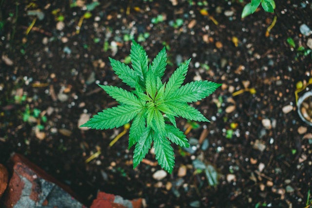 durban poison