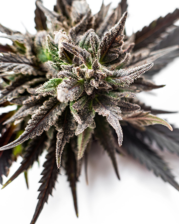 Buy Berner's Cookies Auto