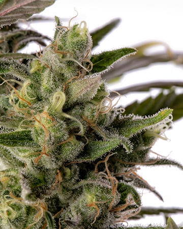 Get-Colombian-Gold-Autoflowering-Seeds-Bud