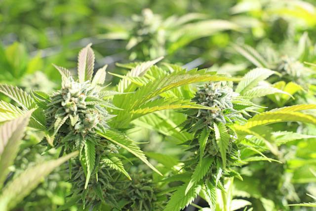growing weed outside