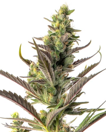 Shop-Premium-Colombian-Gold-Autoflowering-Cannabis-Seeds