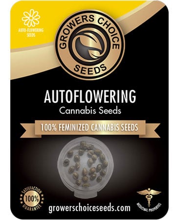 Buy Colombian Gold Auto