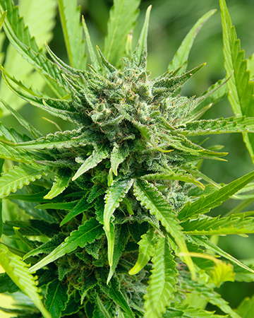 Buy Ghost OG Auto