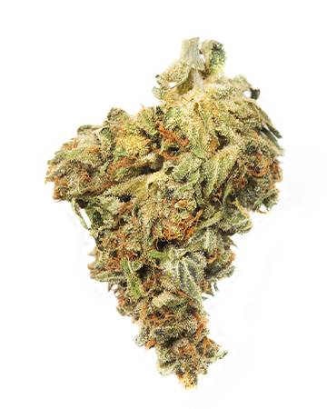 Buy Gelato 33 Auto