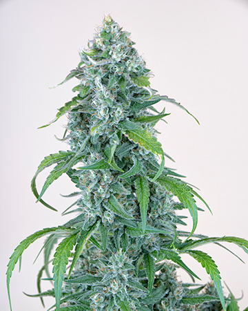 Buy Gelato 33 Auto