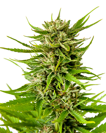 Buy Ghost OG Auto