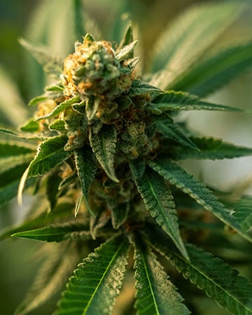 Buy Agent Orange Auto