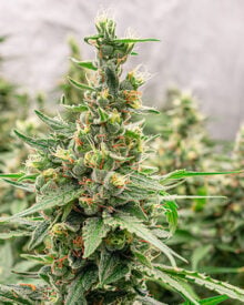 Buy Agent Orange Auto