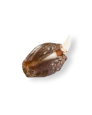 premium marijuana seeds runtz