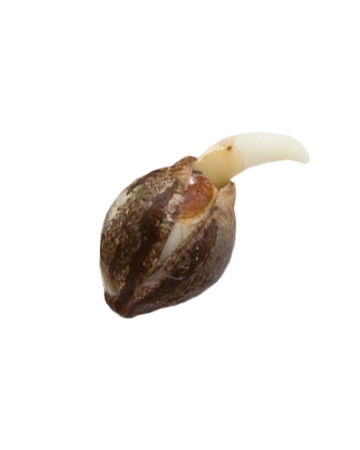 shop-your-choice-weed-seeds-Banana Runtz