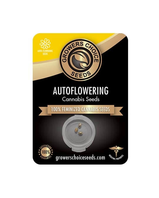 Buy Strawberry Cough Auto