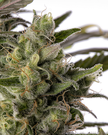 Buy Gorilla Cookies Seeds Auto