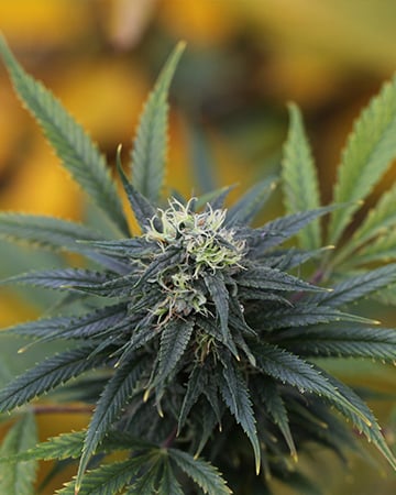 Buy Gorilla Zkittlez Auto