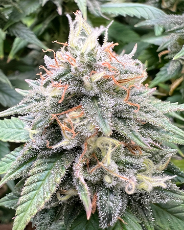 Buy Stardawg Auto