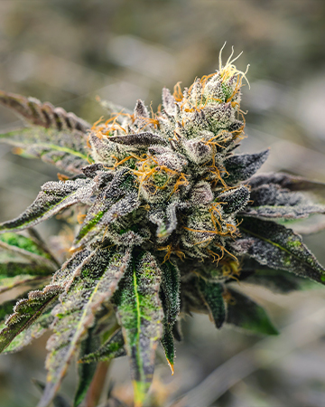Buy White Tahoe Cookies Auto