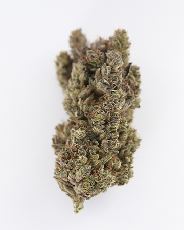 Buy Gorilla Cookies Seeds Auto
