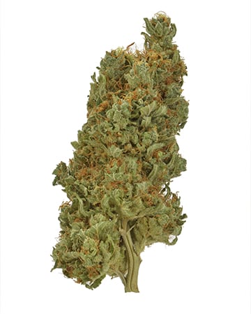 Buy Gorilla Zkittlez Auto