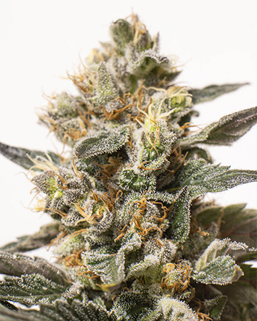Buy Gorilla Cookies Seeds Auto