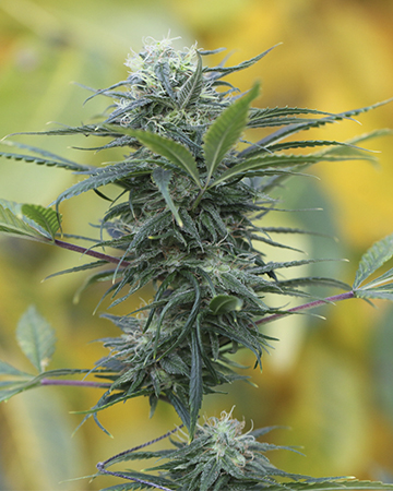 Buy Gorilla Zkittlez Auto