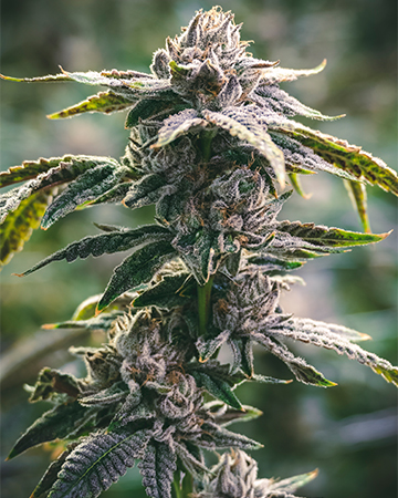 Buy White Tahoe Cookies Auto