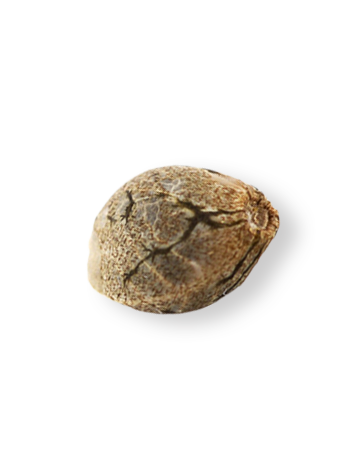 shop-your-choice-weed-seeds-Black-Cherry-Punch