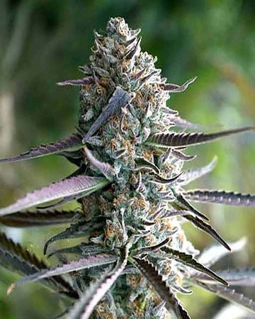 Buy Blue Runtz Feminized Cannabis Seeds