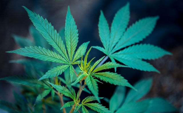 Cannabis leaves showing signs of light burns.