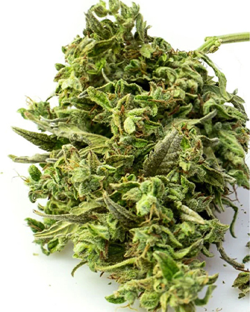 Buy Matanuska Thunder