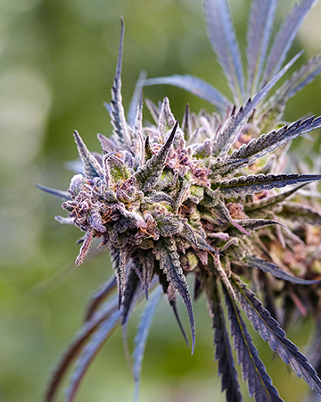 Buy Purple Lemonade Auto