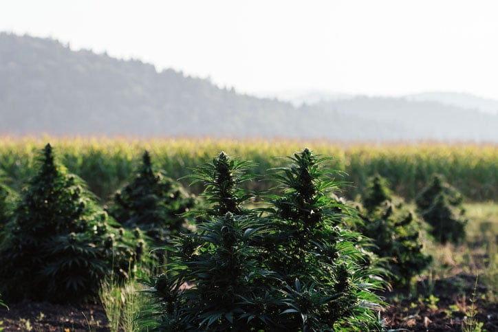 outdoor cannabis tree farm under the sun