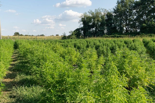 plant cannabis outdoors