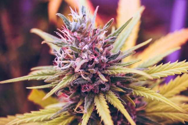 Close-up photograph of a blue-and-green petaled cannabis flower.